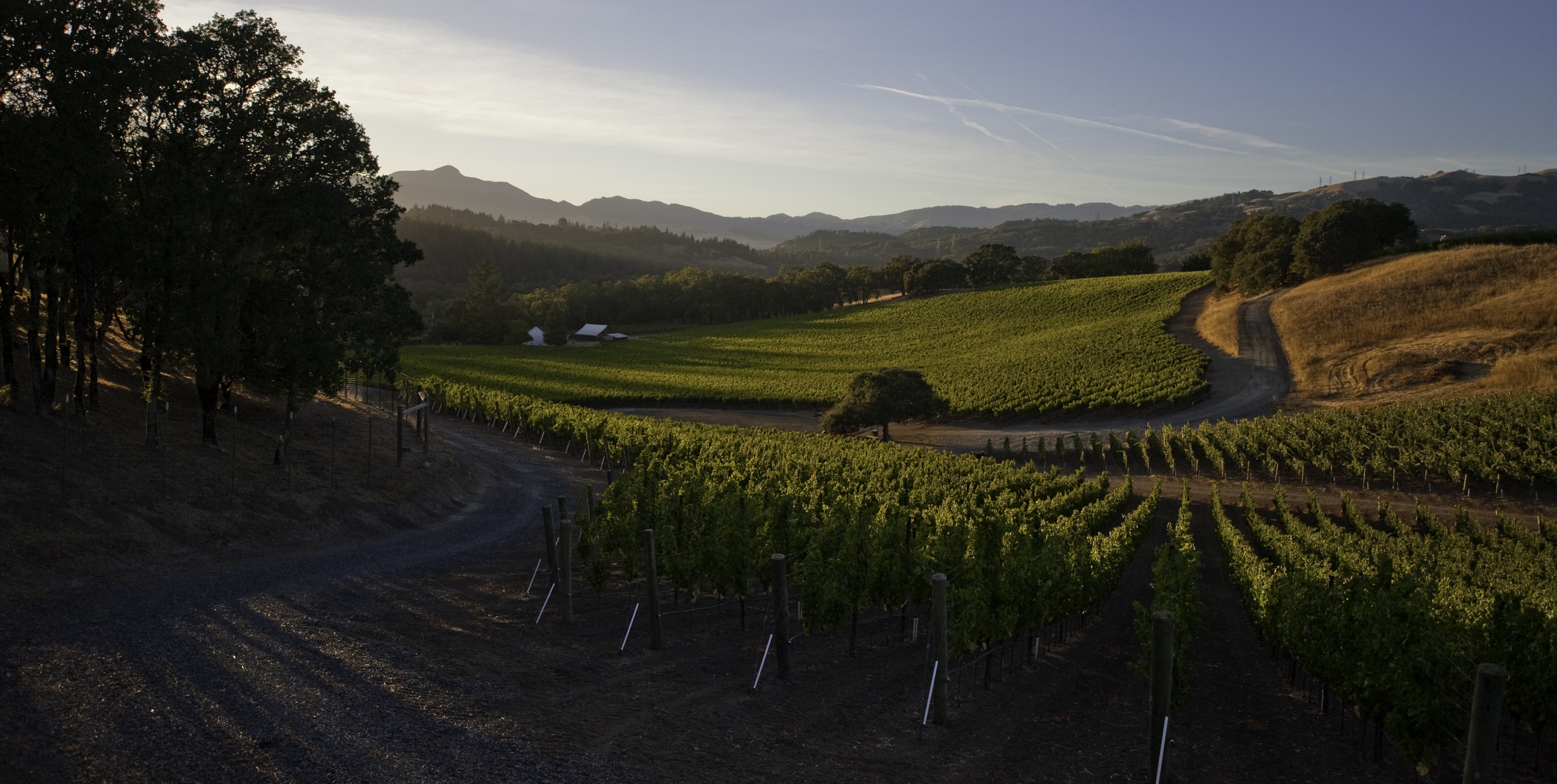 Roth Vineyard wide shot Pic