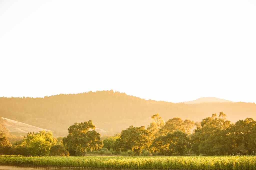 csj estatevineyard burgess
