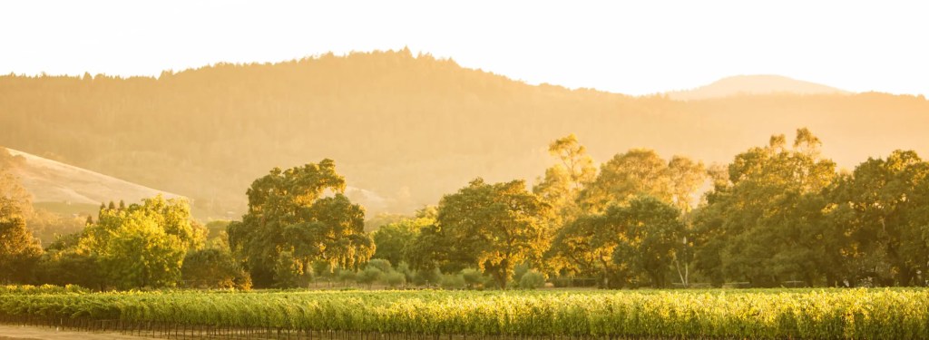 csj estatevineyard burgess short